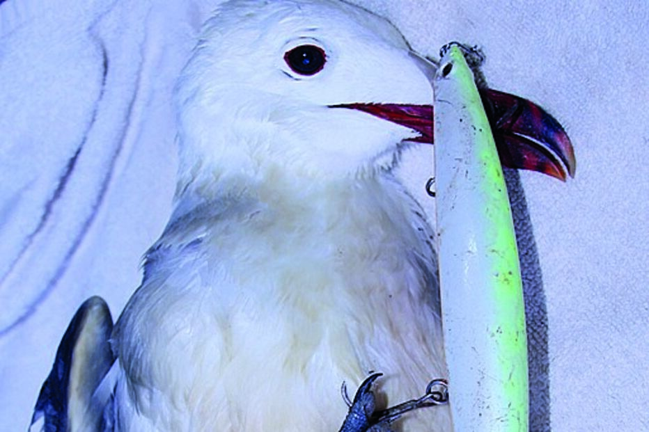 Gaivota-de-audouin ferida