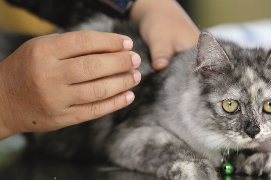 Imagem 18347123 (10654607).jpg (Milenium)