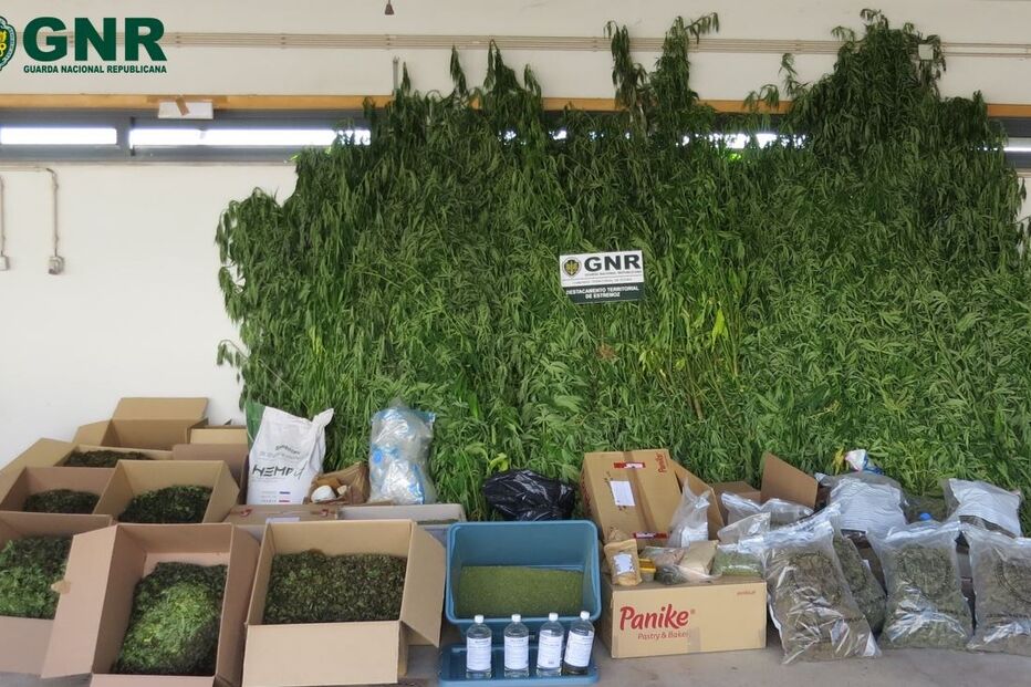 GNR deteta plantações de canábis em Estremoz e detém traficante