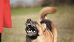Cão reformado da GNR mata caniche à dentada
