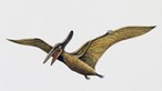 Paleontólogos apresentam o mais completo fóssil de pterossauro brasileiro
