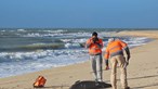 Golfinhos dão à costa mortos no mar e na praia no Algarve