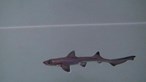 Tubarão-bebé 'milagre' nasce em tanque só com fêmeas e deixa cientistas em choque