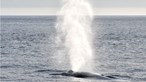 Baleias azuis regressam à Galiza após ausência de 40 anos