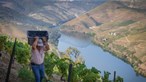 Douro dá o arranque às vindimas em ano 'tranquilo' e de aumento de produção