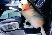 Cadela de Sara Carreira