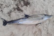 Imagem 40184563.jpg (10924731) (Milenium)