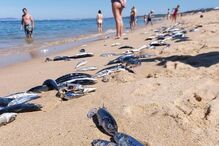 Centenas de quilos de peixe morto dão à costa na zona de praias do Meco