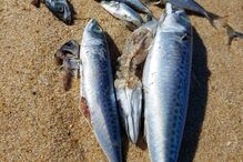 Centenas de quilos de peixe morto dão à costa na zona de praias do Meco