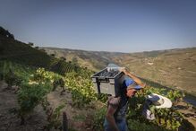 Vindimas no Douro no Pinhão, 25 de agosto de 2021