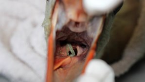 Cegonha salva por veterinários após engolir tampão higiénico