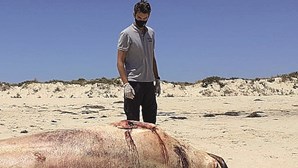 Golfinhos e baleia-anã dão à costa no Algarve