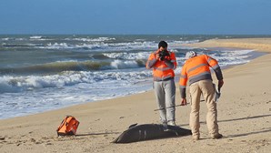 Golfinhos dão à costa mortos no mar e na praia no Algarve