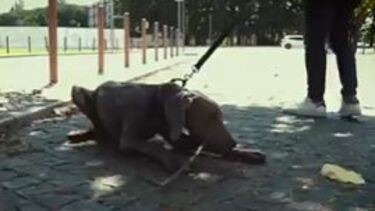 'Encantador de cães' ensina Gil a ser obediente