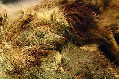 Encontrado na Sibéria leão com 28 mil anos