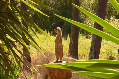 Badoca Park regista recordes de visitantes