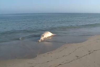 Cadáver de baleia de quatro metros dá à costa em praia de Tavira