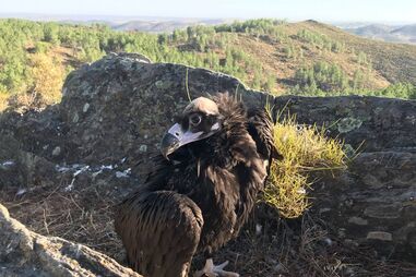 Cria de abutre-preto