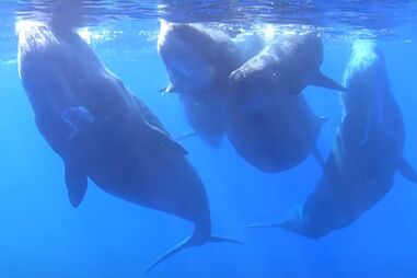 Nasceram dois cachalotes nos Açores no mesmo dia
