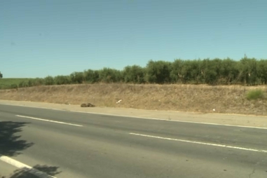 Javalis provocam acidente com três carros na EN 121 em Ferreira do Alentejo