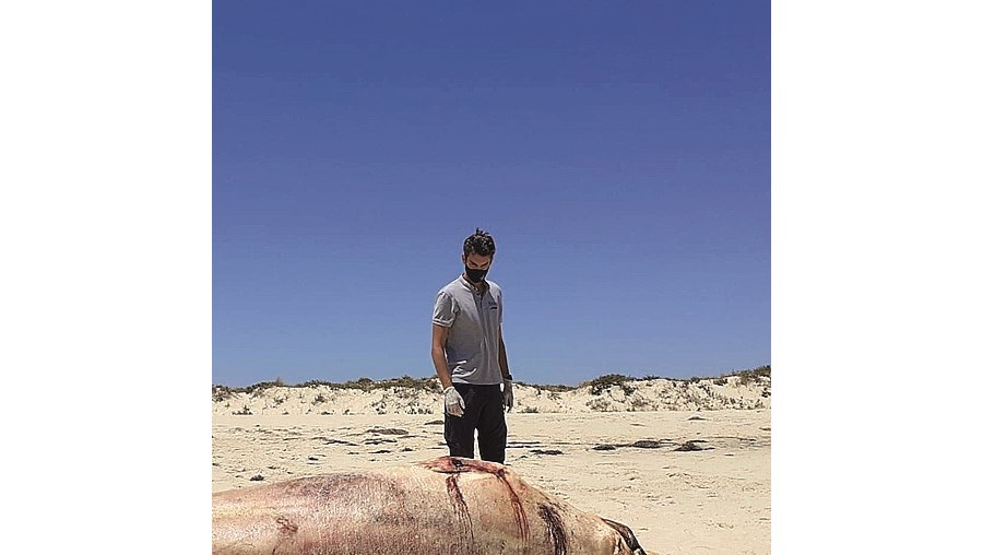 Baleia-anã encontrada morta
