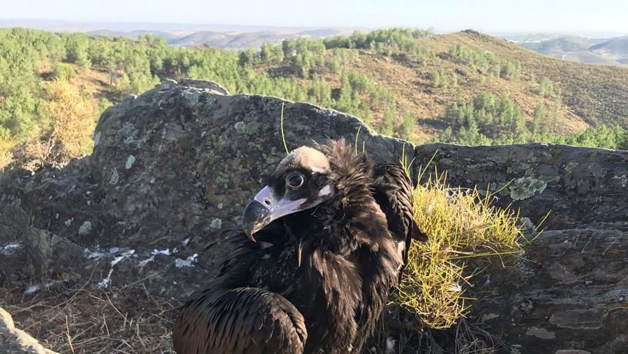 Cria de abutre-preto