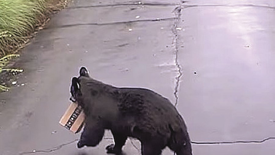 Urso roubou embalagem e transportou-a 