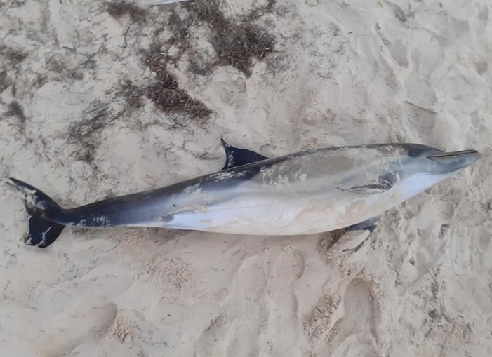 1 Golfinho morto foi encontrado a boiar no mar e foi rebocado  para a ilha da Culatra 2 Cetáceo na areia
