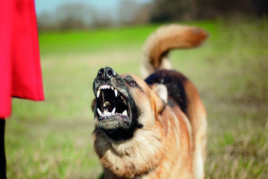 cão, pastor-alemão