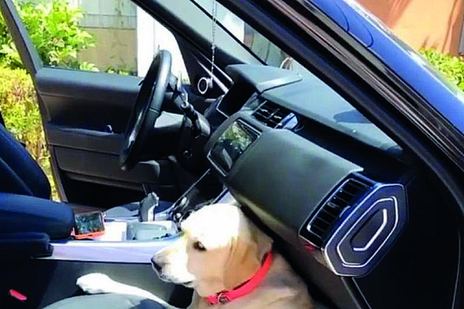 Cadela de Sara Carreira