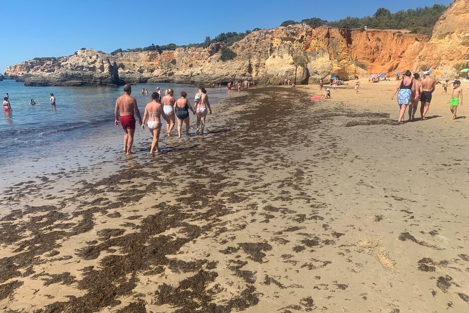 praia, algarve, algas