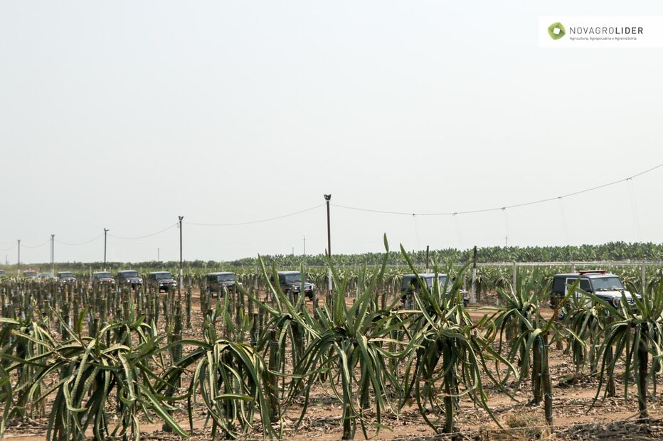 Novagrolider, um dos maiores projetos agroindustriais em Angola