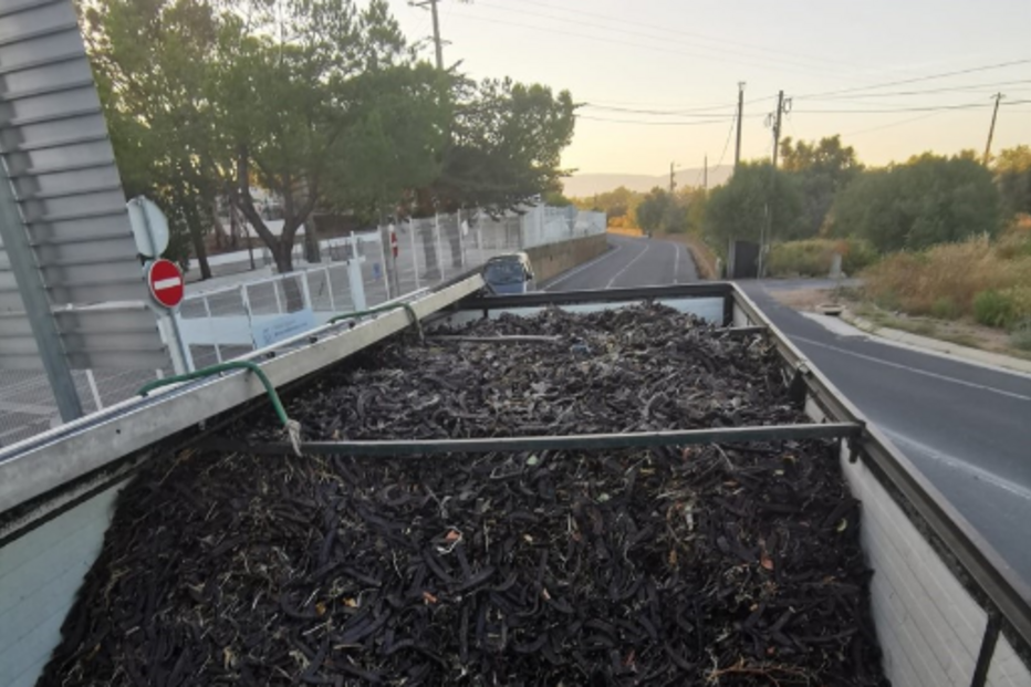 Apreensão de alfarroba