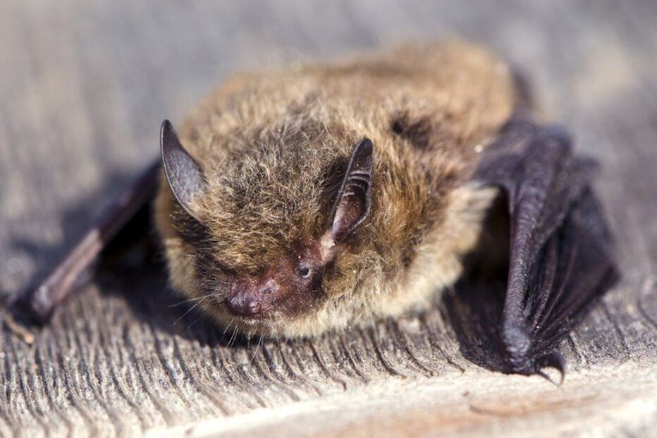 Morcego-de-nathusius