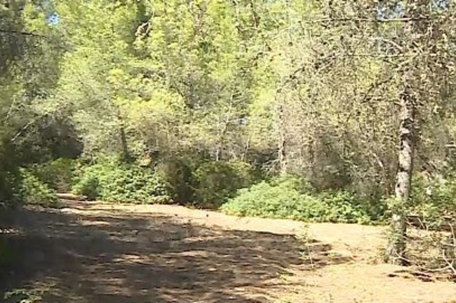 Corpo de homem encontrado em mata no Algarve