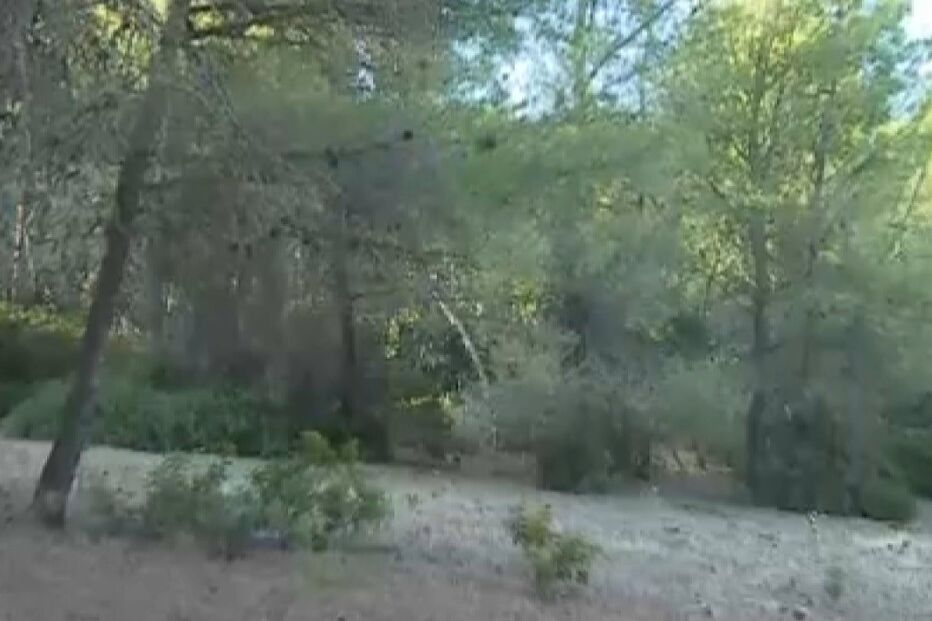 Corpo de homem encontrado em mata no Algarve