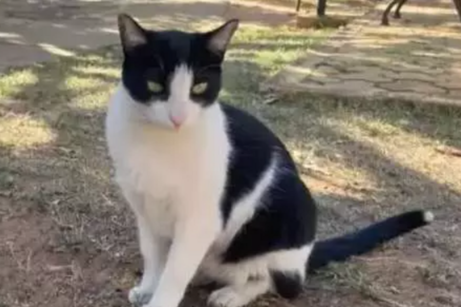 Gato sem dono vence na justiça e vai continuar a morar em condomínio que escolheu como casa