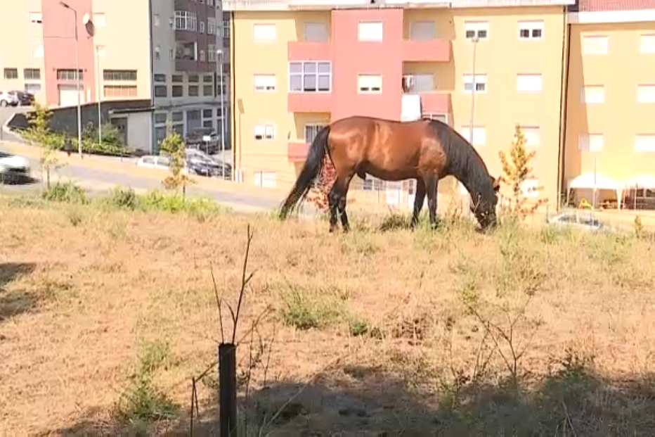 Cavalo abandonado numa urbanização em Vila Real