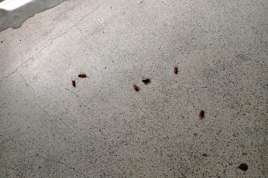 Infestação de baratas em bairro no Porto gera preocupação