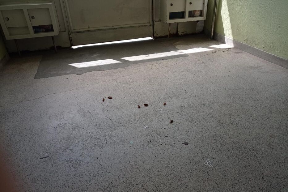 Infestação de baratas em bairro no Porto gera preocupação