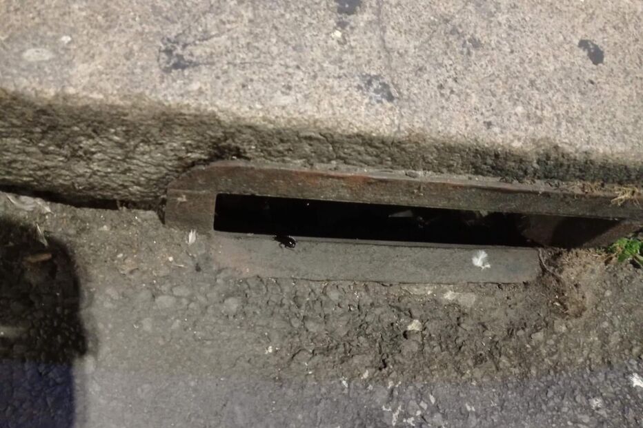 Infestação de baratas em bairro no Porto gera preocupação