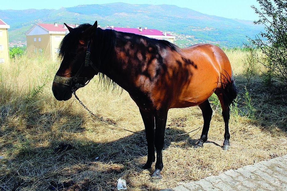 Cavalo abandonado