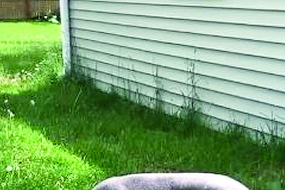 Porco mais velho em cativeiro tem 23 anos  