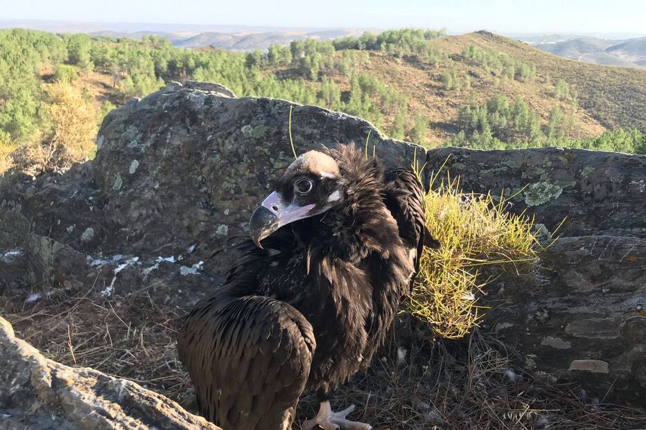 Cria de abutre-preto