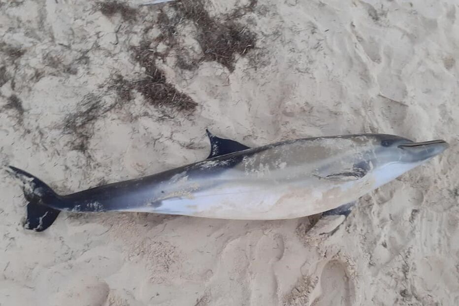 Imagem 40184563.jpg (10924731) (Milenium)