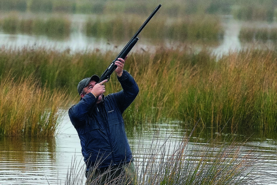 Proibição da caça à rola na época de 2021/2022 entrou em vigor no início do mês. Espécie tem estatuto de “vulnerável”