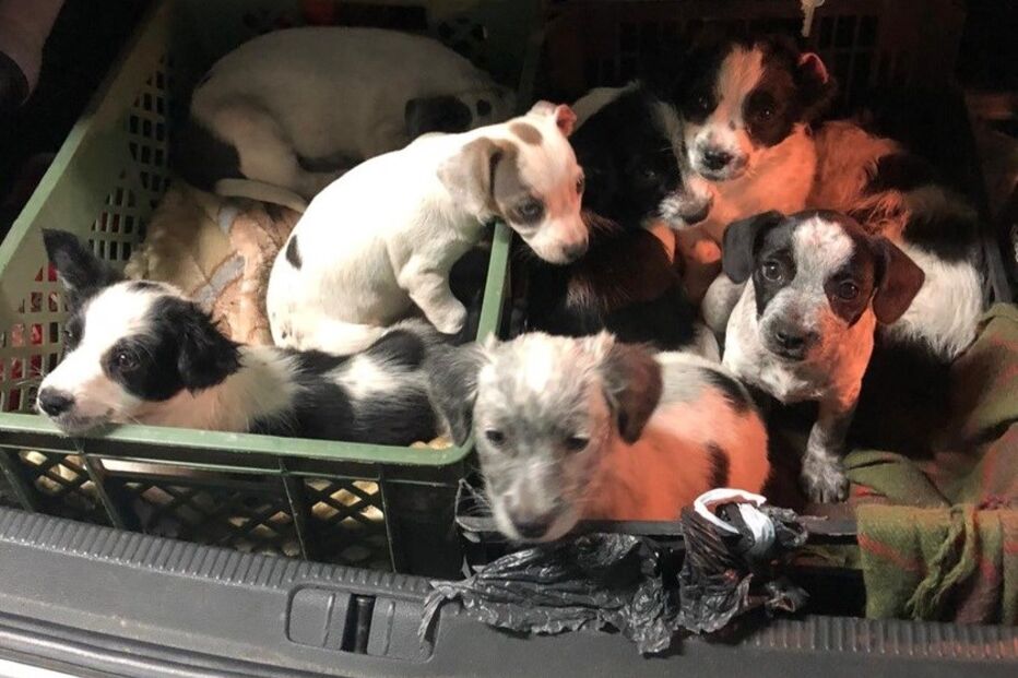 GNR resgata oito cachorros abandonados num caixote em Ponte de Lima. Veja a imagem