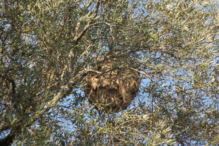 Ninho de vespa velutina