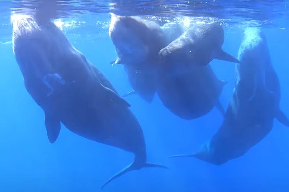 Nasceram dois cachalotes nos Açores no mesmo dia