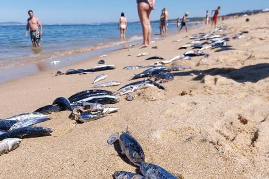 Centenas de quilos de peixe morto dão à costa na zona de praias do Meco